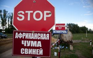 Стоп африканській чумі: ветслужба Білорусі заборонила ввезення свинини із РФ