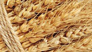 Через діряве законодавство і «криву» логістику ринок зерна щомісяця втрачає близько $1 млн.