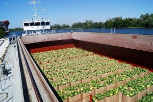 Херсонские арбузы и в этом году поплывут в Киев по Днепру