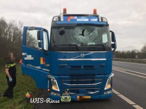 Крилате ДТП: у Нідерландах лебідь наскрізь пробив лобове скло вантажівки