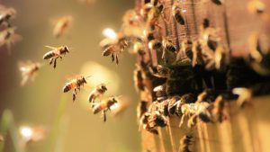 В Техасе перевернулась фура, перевозившая сотни ульев с пчелами