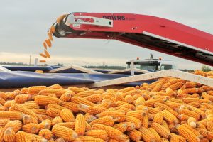 В Украине отменили лицензии на экспорт кукурузы и подсолнечного масла