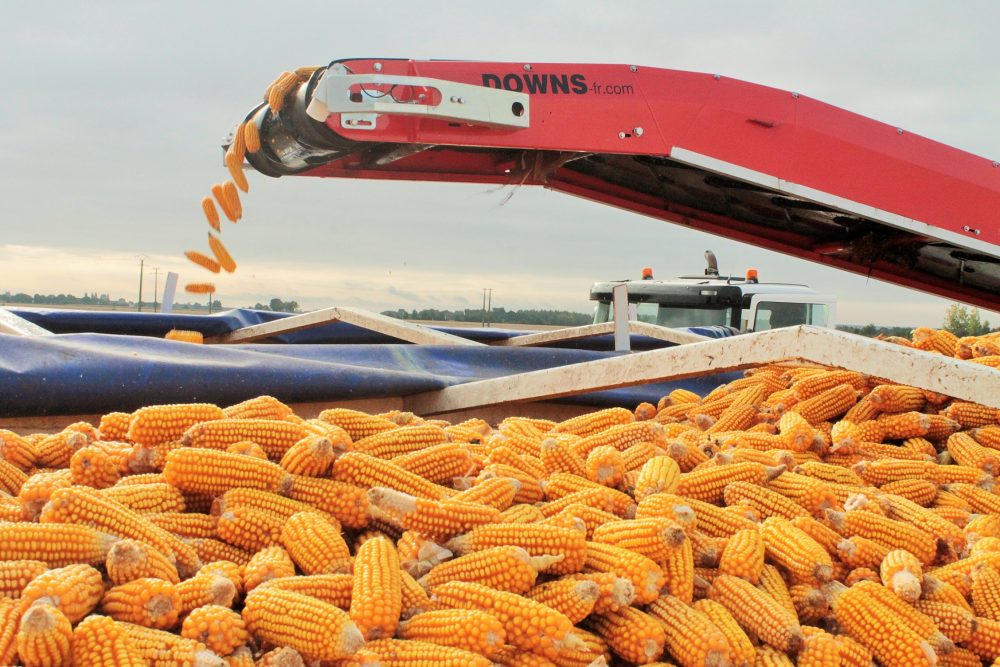 В Україні скасували ліцензії на експорт кукурудзи та соняшникової олії