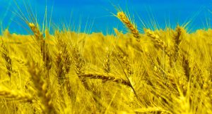 Исследование: агрессия РФ против Украины приведет к росту цен на продовольствие