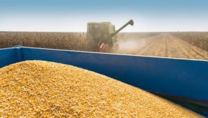 Окупанти крадуть зерно в Україні: вивезли кілька сотень тисяч тонн