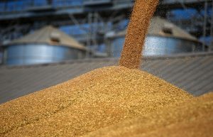 Аграрні асоціації просять скасувати Наказ Одеської ОВ з експорту зерна