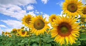 КМУ спростив ліцензування експорту соняшнику до Болгарії