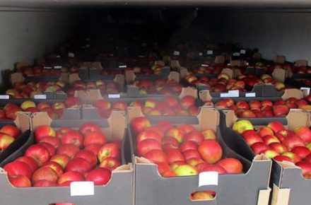 Таможня РБ: при ввозе польских яблок в ЕАЭС использовали поддельные документы