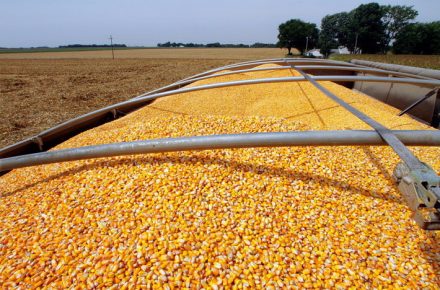 Возрождение потенциала Украины по экспорту зерновых вызывает вопросы о конкуренции с производителями ЕС