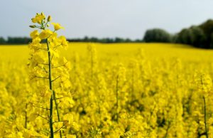Експорт сої і рапсу заблокований: ВАР вимагає негайних дій від уряду
